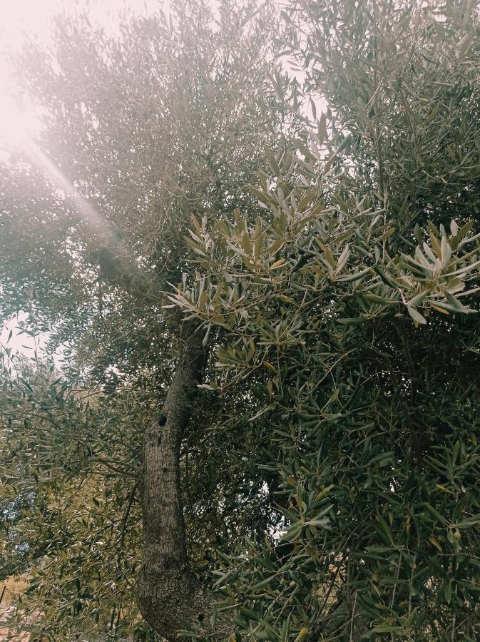 Dimora Dalia - Puglia Mia Apartments 莫诺波利 外观 照片